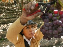 peru, en el podio como primer exportador de uva de mesa peru, en el podio como primer exportador de uva de mesa