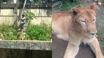 El joven invadió deliberadamente la jaula de la leona y murió tras ser atacado por el animal. El joven invadió deliberadamente la jaula de la leona y murió tras ser atacado por el animal.
