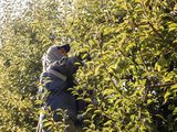 La fruticultura para el Valle de Río Negro y Neuquén, es una catividad clave.