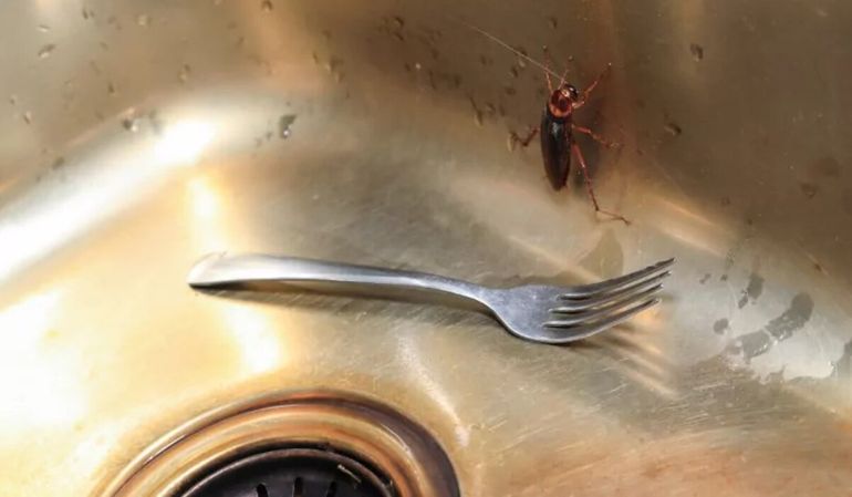 La cocina reúne casi todos los elementos que las cucarachas necesitan para sobrevivir.