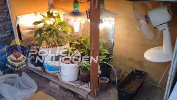 Le allanaron por un robo y tenía 18 plantas de marihuana