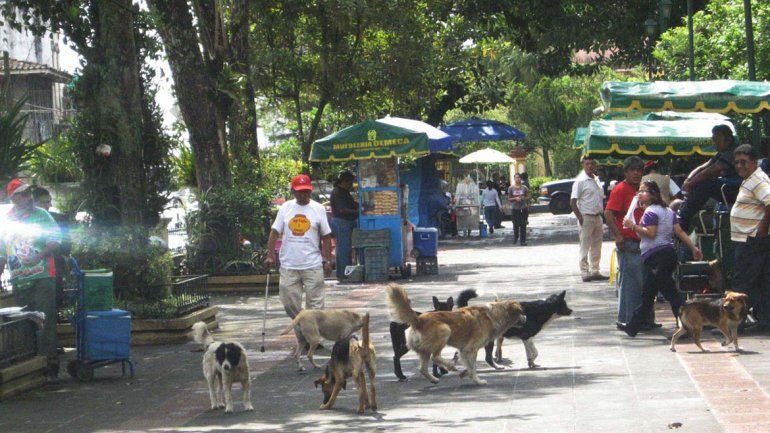 Este alimento anticonceptivo apunta a inhibir uno o dos celos por año. &nbsp;Los perros callejeros resultan un problema para la salud pública.
