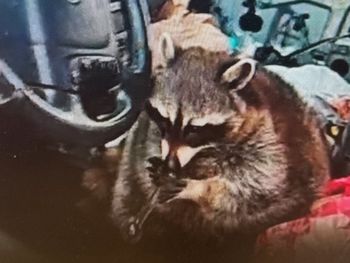 La Policía de Springfield se llevó una gran sorpresa cuando encontró a un mapache con una pipa de metanfetamina en la boca.