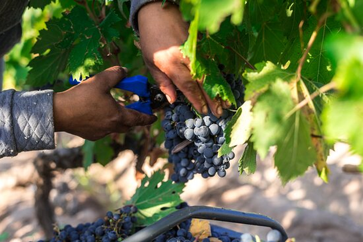 A mediados del siglo XX ya figuraba entre las uvas elegidas y más plantadas. A mediados del siglo XX ya figuraba entre las uvas elegidas y más plantadas.