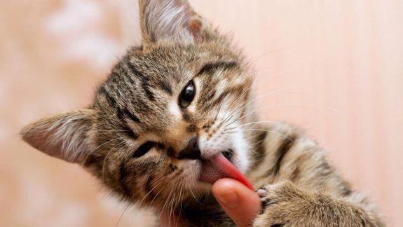 Gato lame a su due&ntilde;a y le ocasiona meningitis&nbsp;