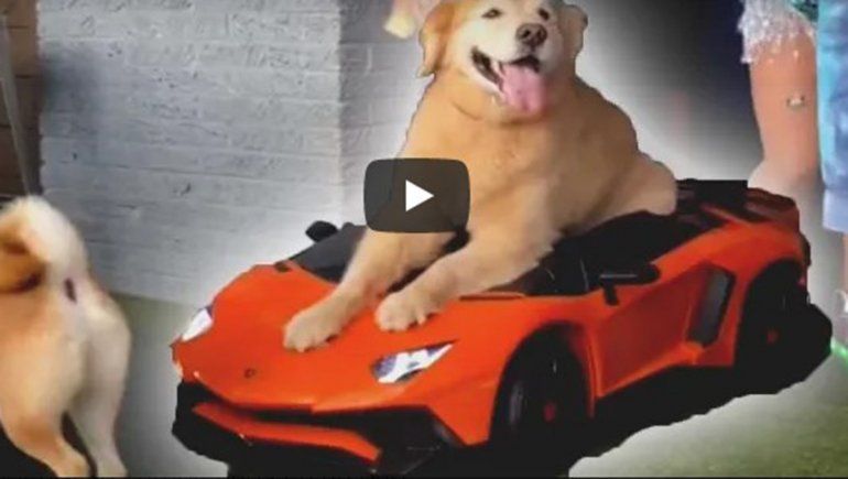 Este perrito no deja de sumar reproducciones en YouTube