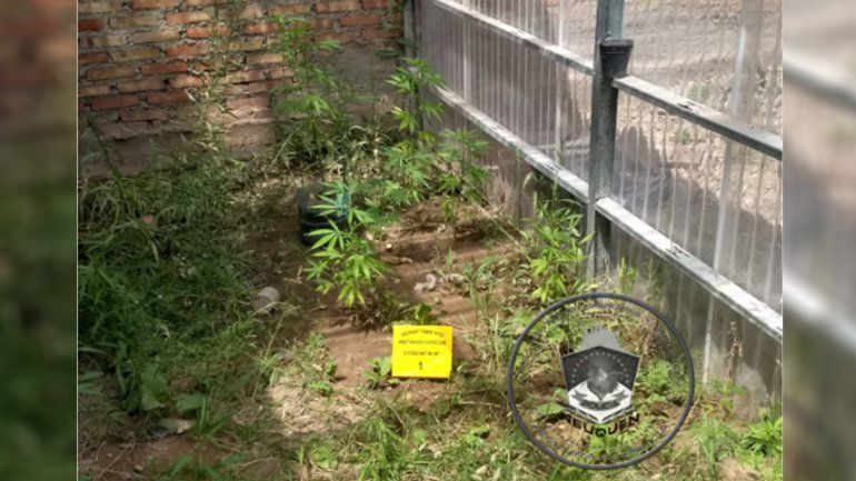 Fueron por una camioneta robada y encontraron vivero de marihuana
