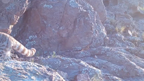 Sólo hay poco más de 2000 ejemplares de este animal. Sólo hay poco más de 2000 ejemplares de este animal.