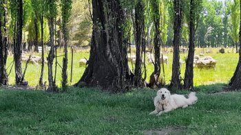 Ya hay más de 90 perros protectores de ganado en la Provincia