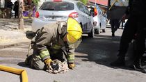 imagenes del emotivo rescate de tres gatitos tras el incendio: bomberos les hicieron rcp