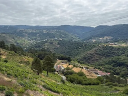 donde fuego hubo, las vides quedan donde fuego hubo, las vides quedan