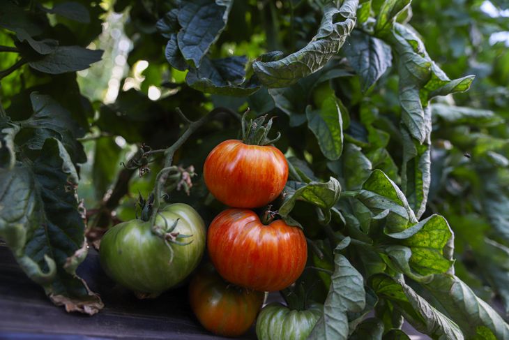 La idea es volver al sabor de antes. Foto: Omar Novoa. La idea es volver al sabor de antes. Foto: Omar Novoa.