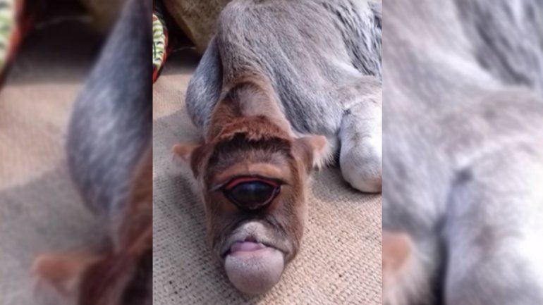 Ternero nació con un ojo, sin nariz y se convirtió en un dios en la India