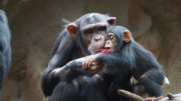 Los responsables del zoológico recibieron críticas de proteccionistas de todo el mundo.