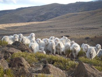 La sequía golpea a los crianceros: menos producción y más costos.