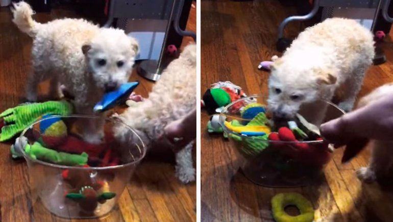 TikTok: enseñó a sus perritos a guardar todos sus juguetes antes de dormir.