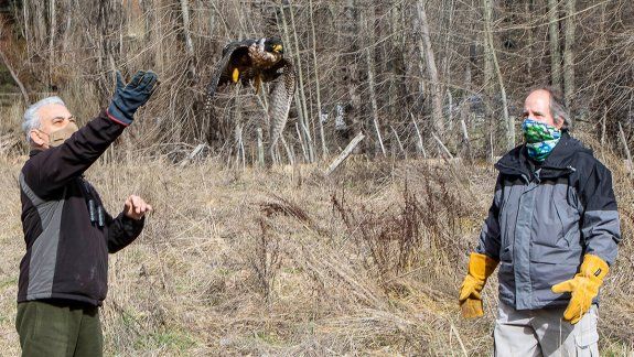 Un halcón volvió a volar después de 40 días de rehabilitación