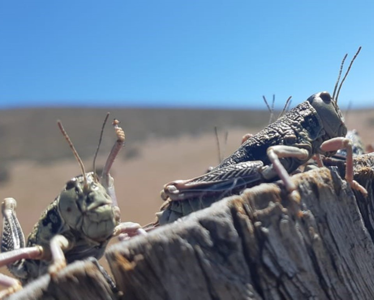 En 10 minutos cualquier puestero puede instalar la aspiradora y recolectar tucuras vivas. En 10 minutos cualquier puestero puede instalar la aspiradora y recolectar tucuras vivas.
