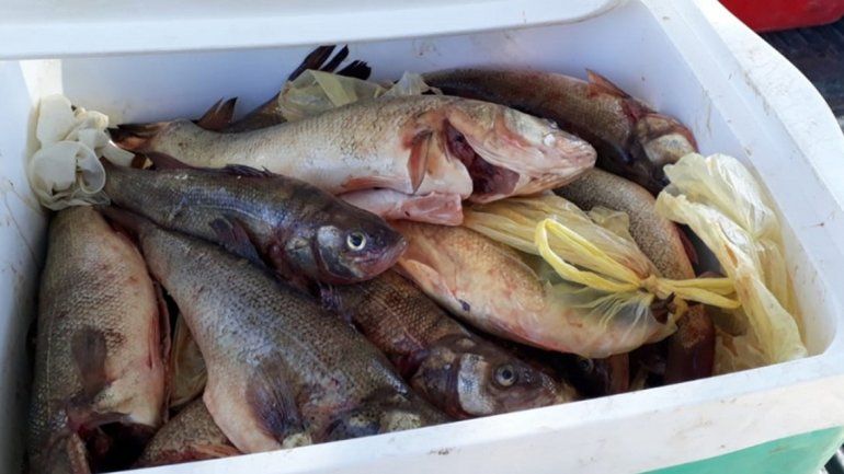 Le secuestraron gran cantidad de pescado ilegal que llevaba en el auto
