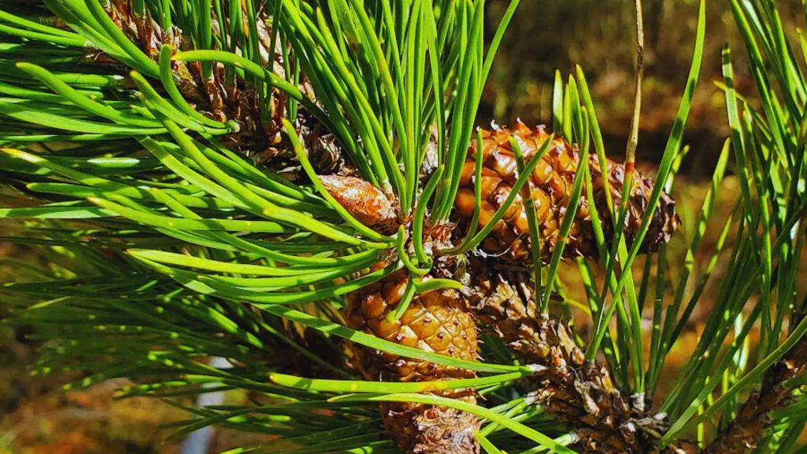 Científicos argentinos lideran: genética forestal contra cambio climático. Más de 1.200 árboles analizados. | LM Neuquen Científicos argentinos lideran: genética forestal contra cambio climático. Más de 1.200 árboles analizados.