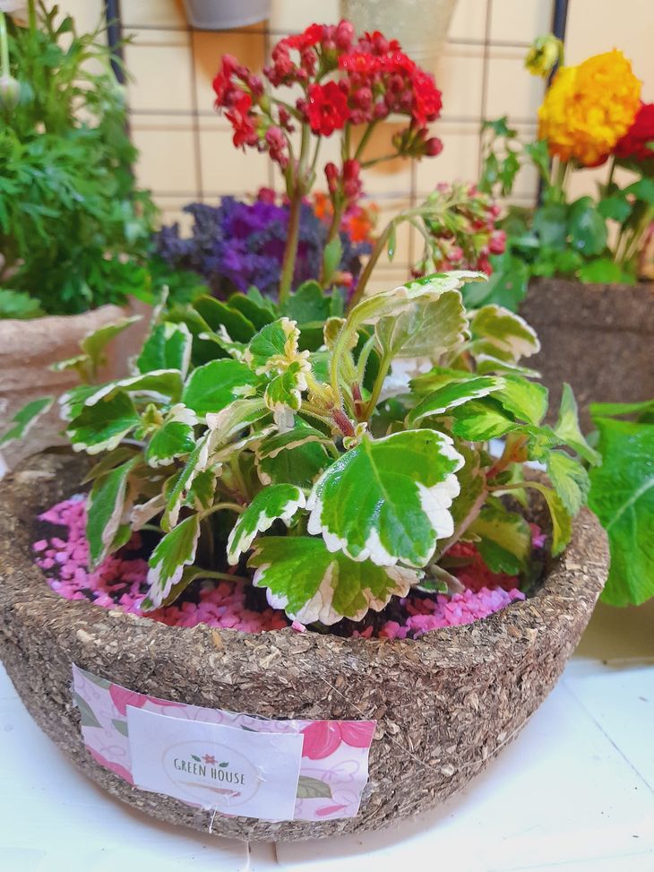 "Green house", el emprendimiento de Gabriela Fuentes. "Green house", el emprendimiento de Gabriela Fuentes.