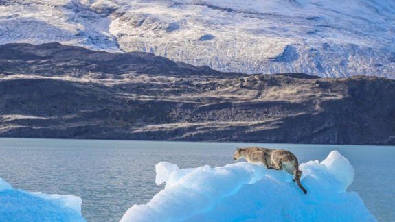 Un puma quedó atrapado en un témpano flotante del Lago Argentino