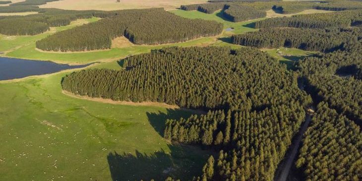 La propuesta impulsada por el Gobierno busca promover límites y reducciones de emisiones pero no prevé compensaciones. La propuesta impulsada por el Gobierno busca promover límites y reducciones de emisiones pero no prevé compensaciones.