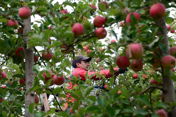El nuevo productor de la zona este se involucra en la comercialización y el uso de redes sociales para mostrar el proceso detrás de cada fruta, buscando defender el precio en diversos mercados del país.