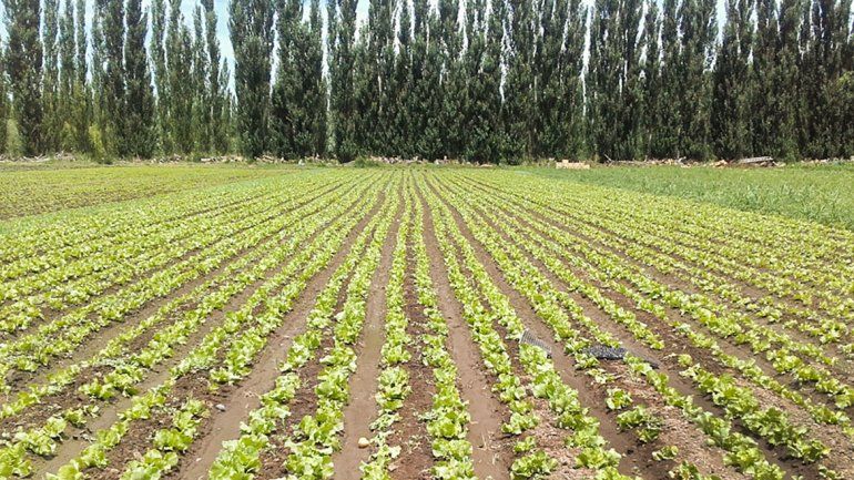 Neuquén hace un salto de calidad en su horticultura