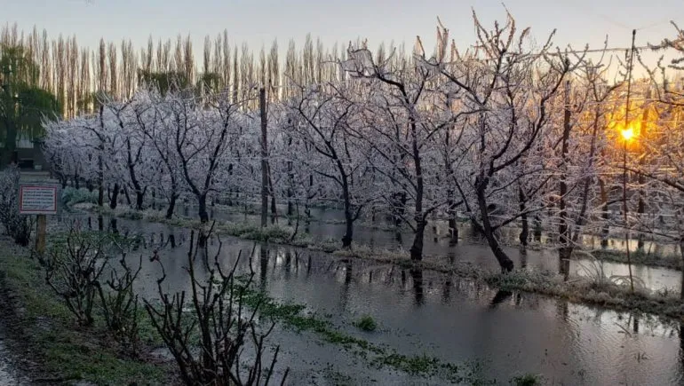 Las heladas primaverales afectan sensiblemente a la producción frutícola del Valle.
