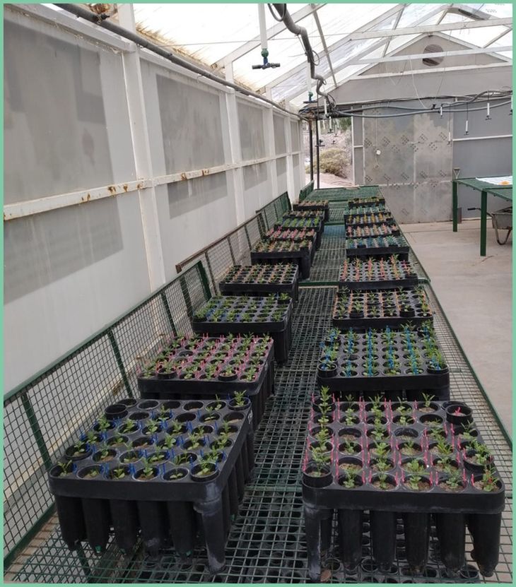 El estudio fue realizado por el Laboratorio de Rehabilitación y Restauración Ecológica (LARREA). El estudio fue realizado por el Laboratorio de Rehabilitación y Restauración Ecológica (LARREA).