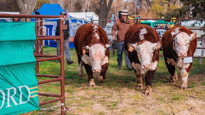 Nuevamente la hacienda en pie de la Patagonia tiene su mercado en Chile.