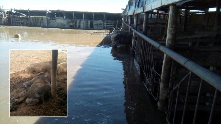 Crianceros aseguran que perdieron unos 3 mil cerdos por el temporal