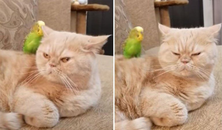 Facebook: el video viral de un gato y un loro que se convirtieron en mejores amigos