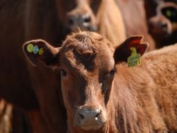 Llegaron los primeros reclamos por la imposición de la trazabilidad individual a los bovinos. Llegaron los primeros reclamos por la imposición de la trazabilidad individual a los bovinos.