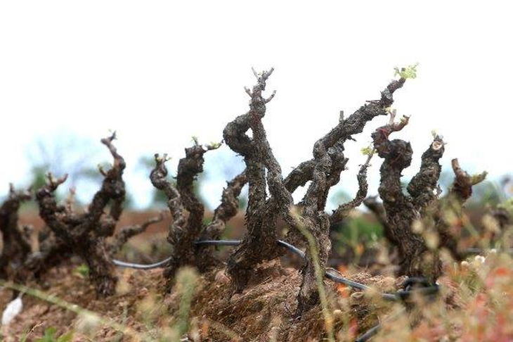 . Francia destina 130 millones de euros para eliminar 30.000 hect&aacute;reas de vides en crisis actual.