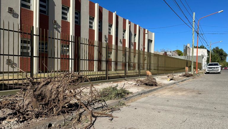 Una iglesia taló 12 árboles sin permiso del Municipio cipoleño