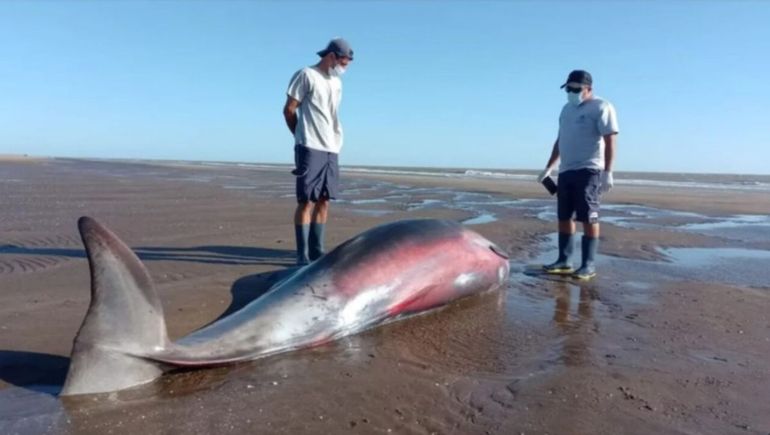 El zifio apareció varado en la costa de San Clemente del Tuyú y fue trasladado para su estudio por especialistas. El zifio apareció varado en la costa de San Clemente del Tuyú y fue trasladado para su estudio por especialistas.