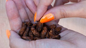 a base de insectos: la harina llena de proteinas que buscan producir en argentina a base de insectos: la harina llena de proteinas que buscan producir en argentina