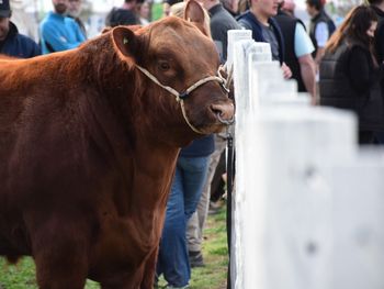 la patagonia se planta: comienza la batalla legal por la barrera sanitaria