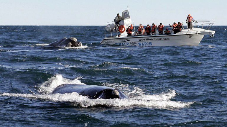 Sorpresa en la Península Valdés: récord de ballenas