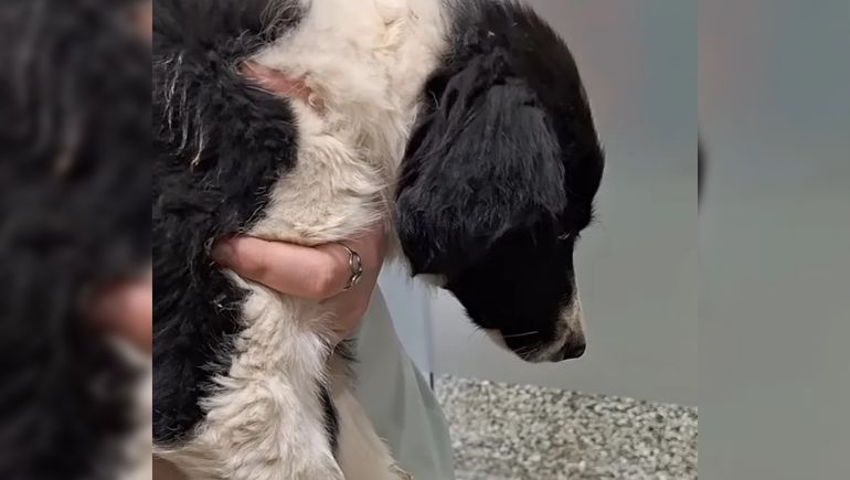 Las dos cachorras fueron encontradas en un estado extremo de desnutrición