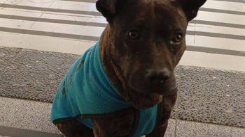 Buscan hogar para la perra Pedrita en Comodoro Rivadavia. Buscan hogar para la perra Pedrita en Comodoro Rivadavia.