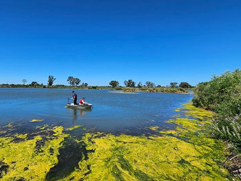 Las canteras tienen agua más quieta que una laguna, lo que implica menos disponibilidad de zooplancton. Foto: gentileza investigadores.