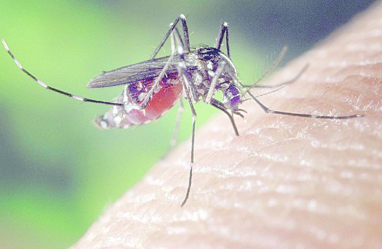 El dengue aparece en zonas urbanas de países tropicales y subtropicales.