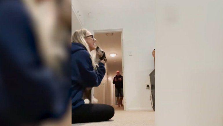 Este perro no deja de sumar reproducciones en YouTube