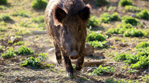 La plaga del jabalí en Argentina causa daños por US$ 300 millones anuales en agricultura. La plaga del jabalí en Argentina causa daños por US$ 300 millones anuales en agricultura.
