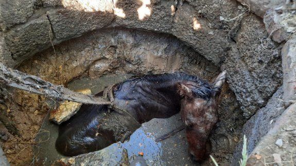 Rescataron a un potrillo que se había caído a un pozo ciego