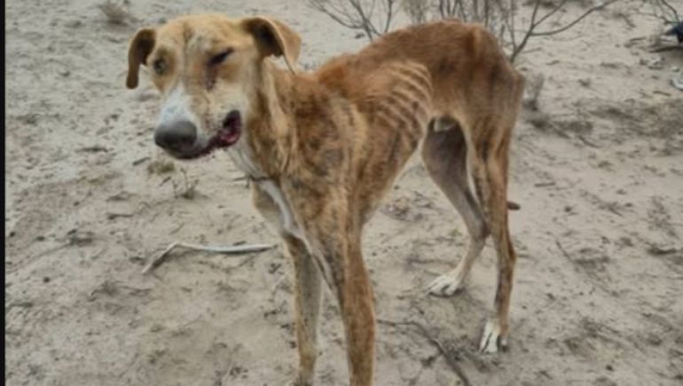 La foto del perrito callejero de Puerto Madryn que circuló en las redes para pedir ayuda en la búsqueda.&nbsp;