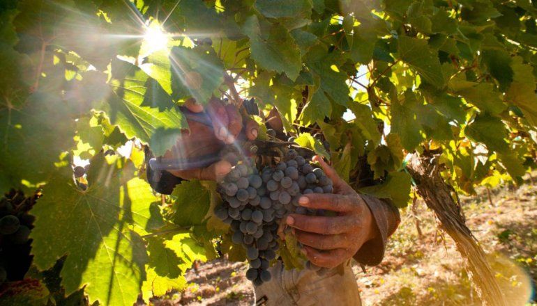 Desde San Patricio del Chañar se lanza la vendimia virtual neuquina